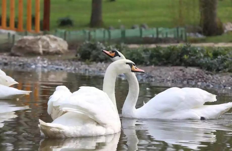 Şevval ile Kız Kıza Günübirlik Maşukiye Cam Teras Ormanya Macera Park Turu